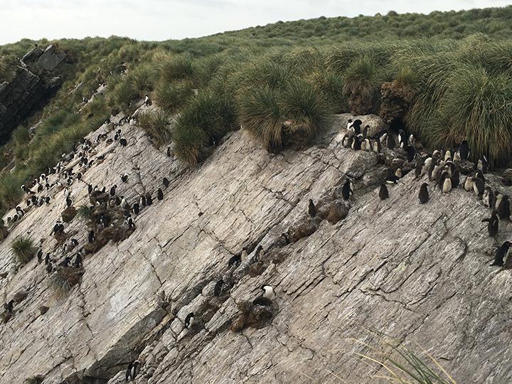 penguins nest