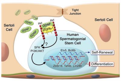 Proposed Model of Stem Cell Self-renewal