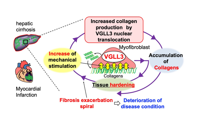 The fibrosis death spiral induced by VGLL3