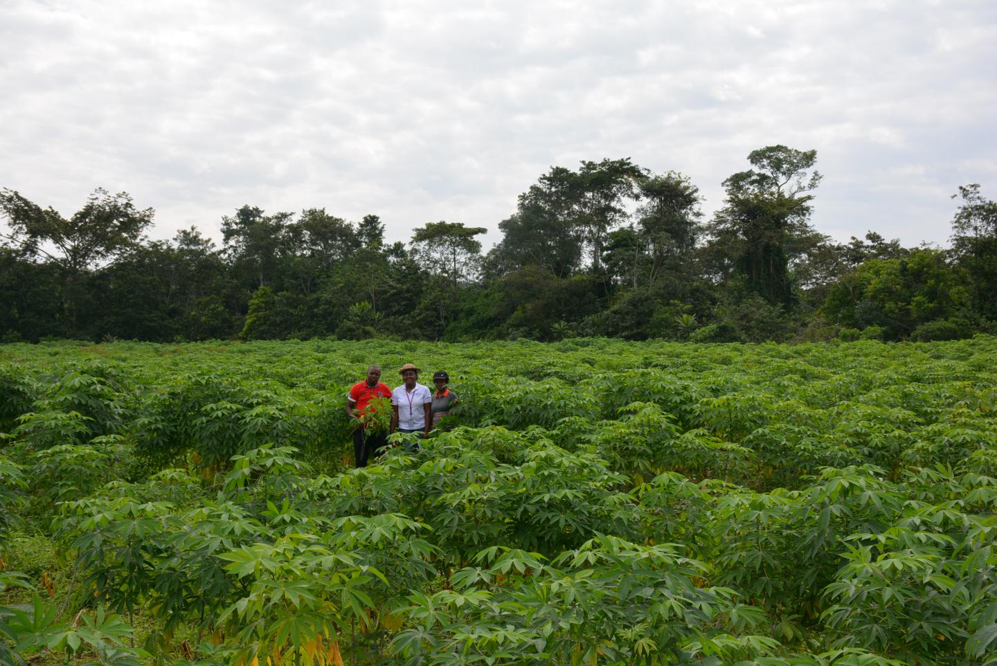 Cassava Field