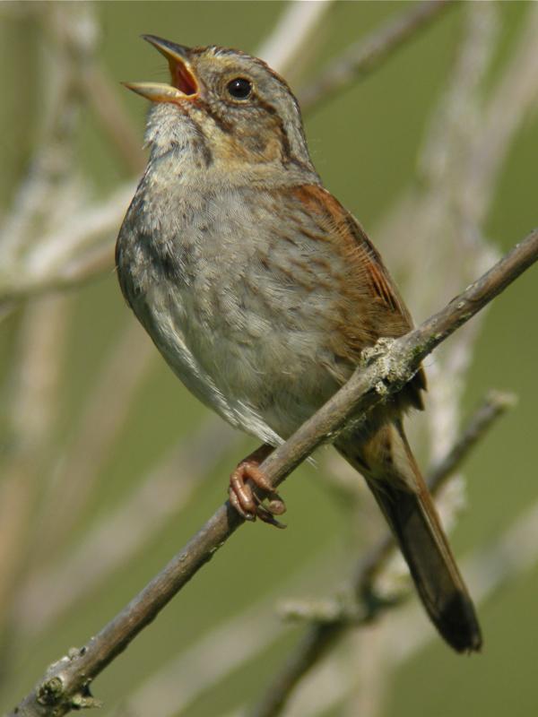 Male Swamp Sparrow