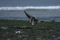 Light-Bellied Brent Geese