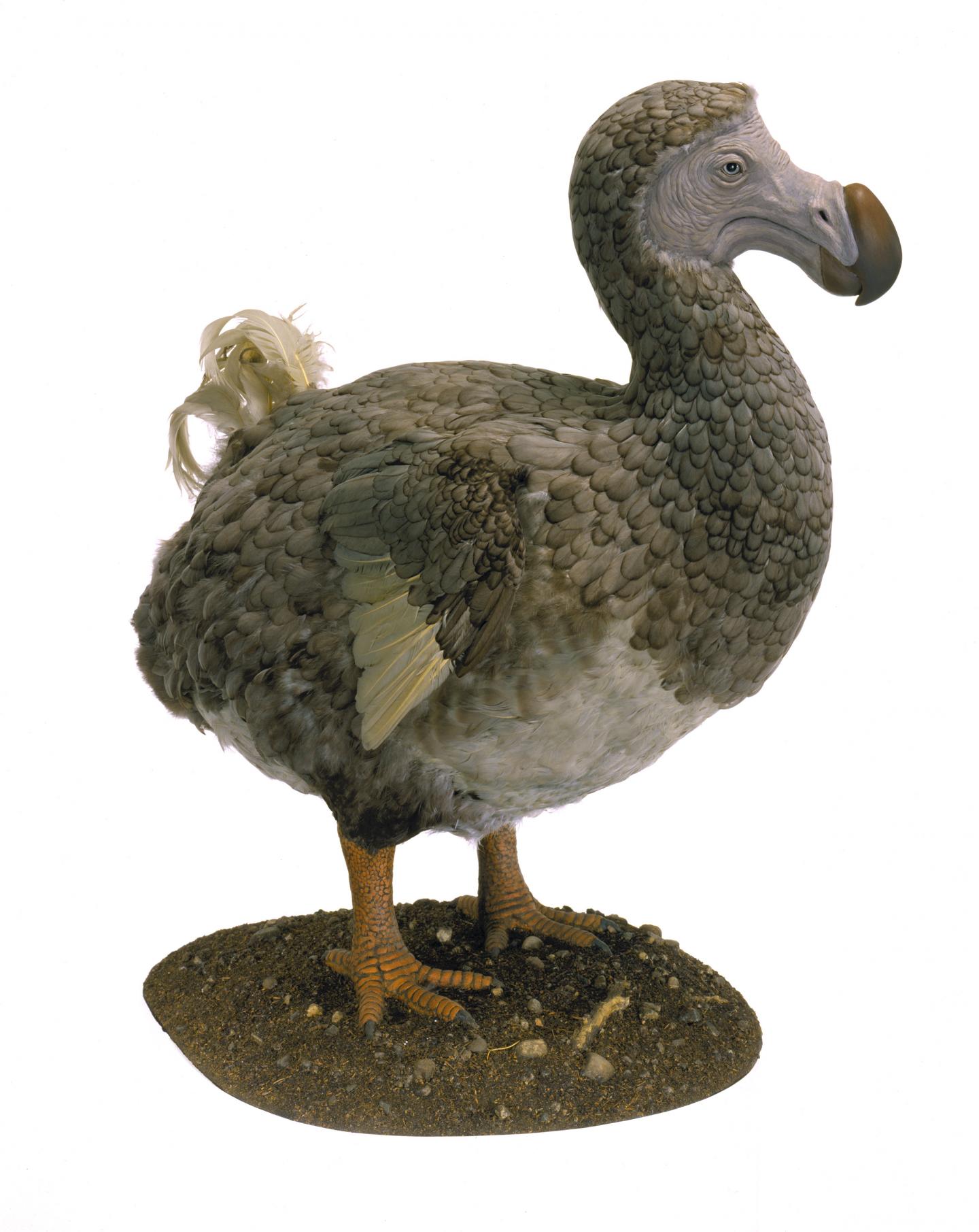 Dodo Model