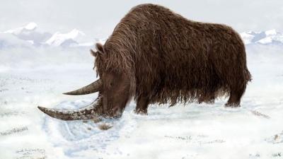 Rendering of Tibetan Woolly Rhino
