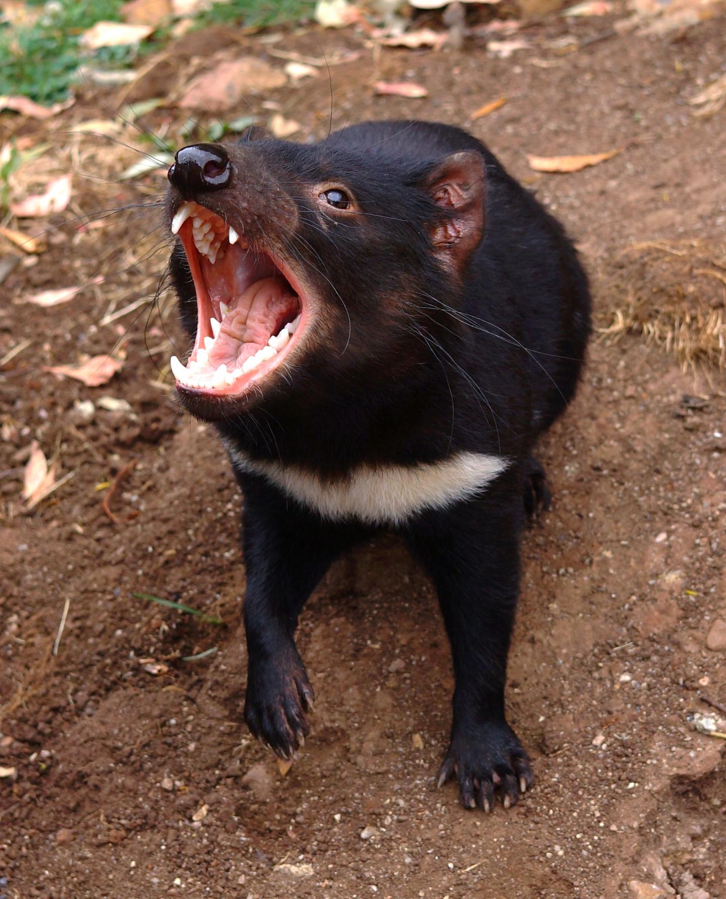 A Wild, Tasmanian Devil Bares Its Teeth