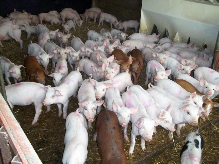 Pigs on a farm 2