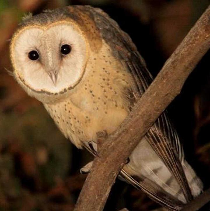 Barn Owl