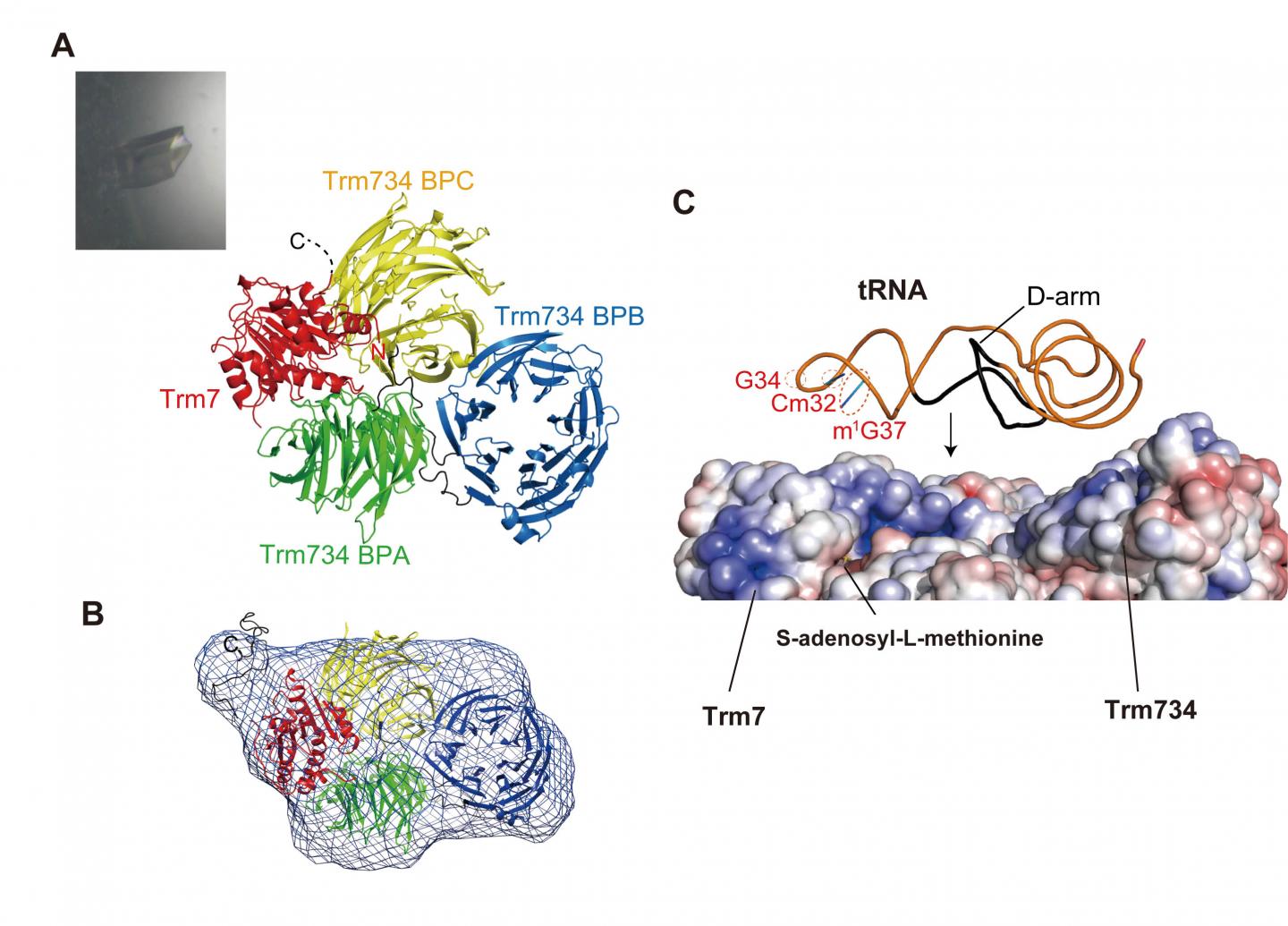Structure of Trm7-Trm734 and Interaction Model between Trm7-Trm734 and Substrate tRNA