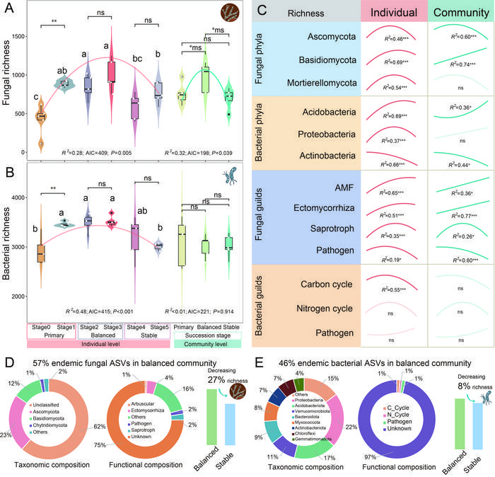 Species richness dynamics during degradation stages at individual and community levels.