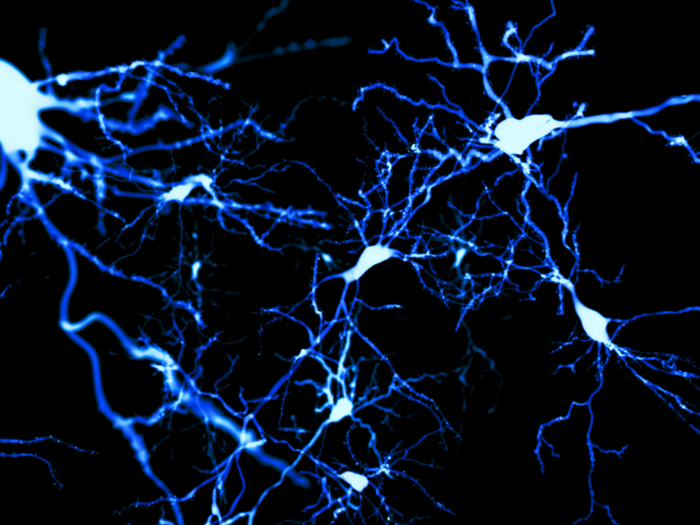 Neurons in the cerebral cortex