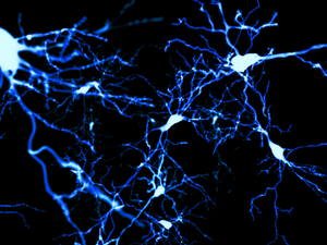 Neurons in the cerebral cortex