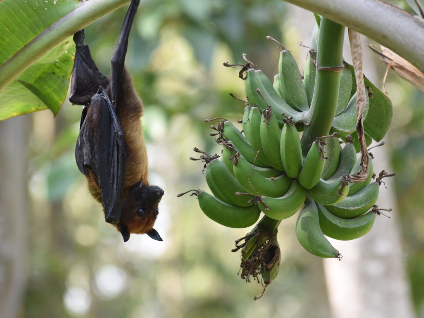 Indian Flying Fox