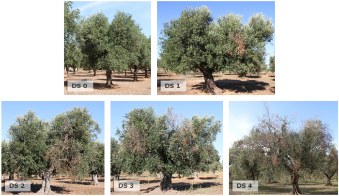 Examples of disease severity in trees.