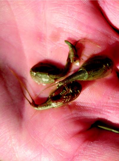Tadpole Shrimp Adults