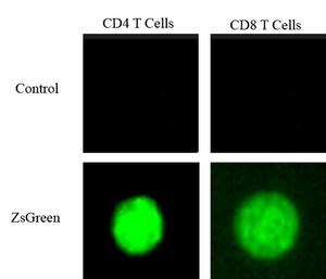 T cells glowing green (bottom) when cytoplasm from the tumor enters them. T cells that have not encountered tumor cells (top) remain dark. Credit: UMass Amherst