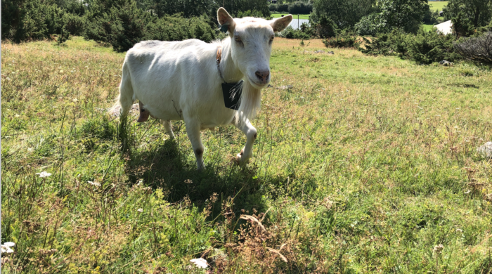 Goats do roam — but not far with this collar