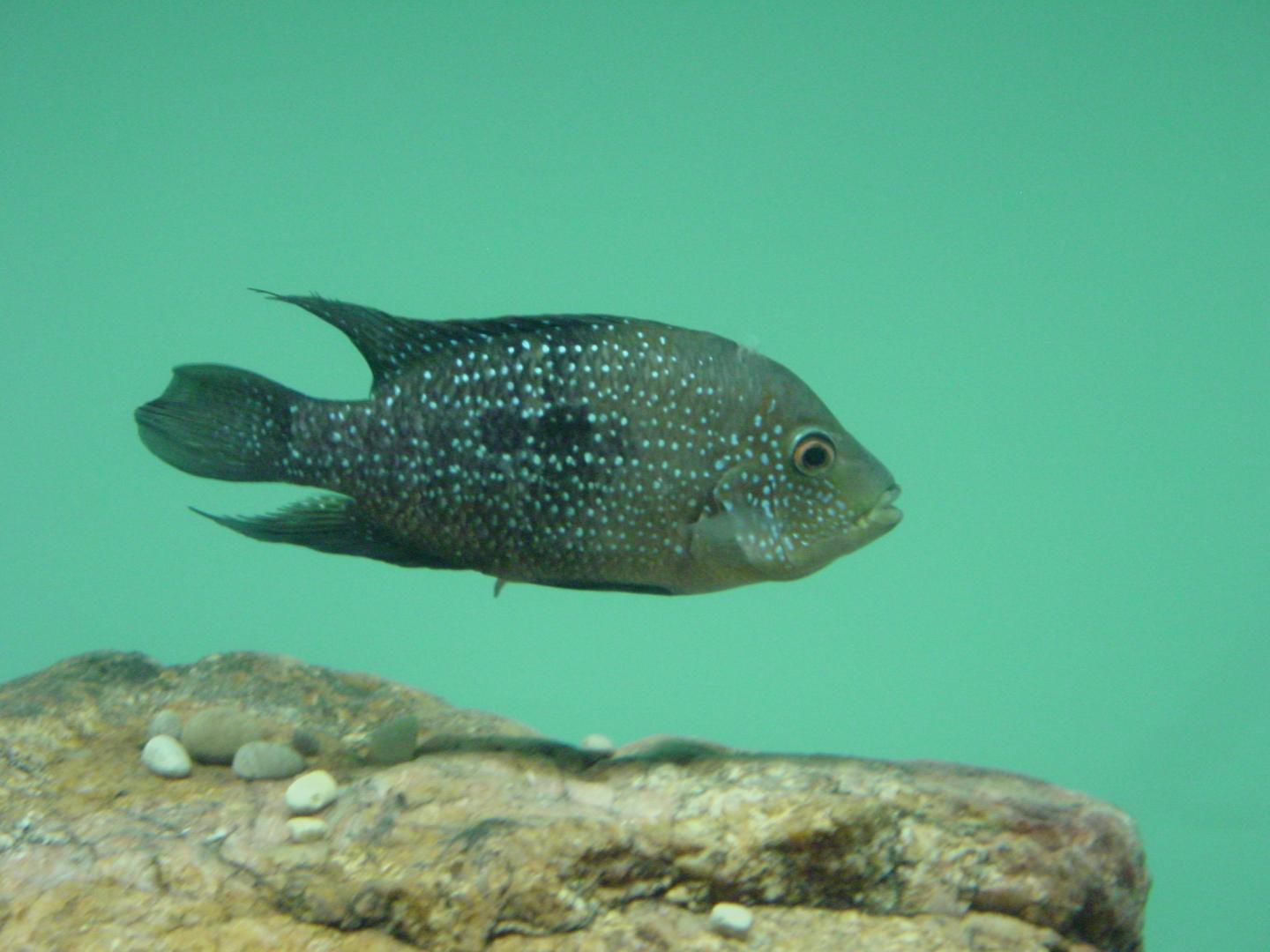 Cuatro Ciénegas Cichlid