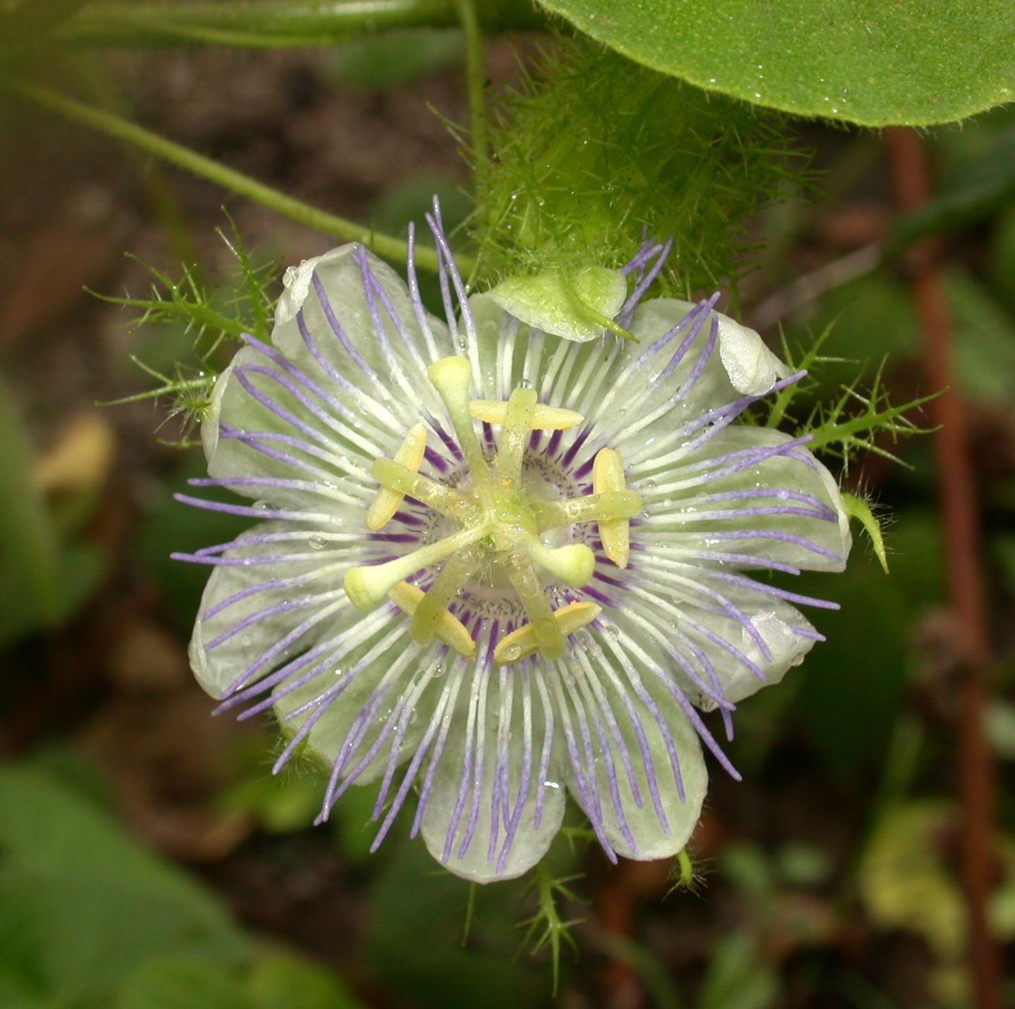 A Detailed Map of North and South America's Plant Diversity (15 of 15)