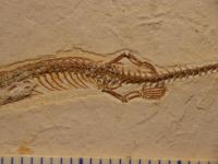 <em>Tetrapodophis amplectus</em> Feet
