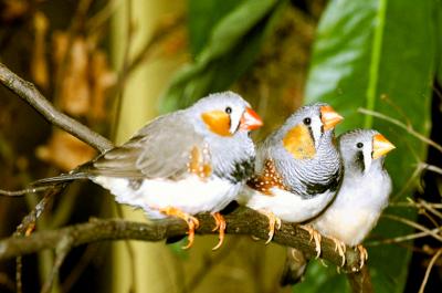 3 Adult Zebra Finches