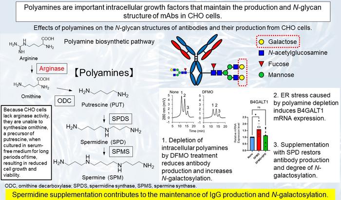 Effect of polyamines on the N-glycan structures of antibodies