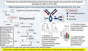 Effect of polyamines on the N-glycan structures of antibodies