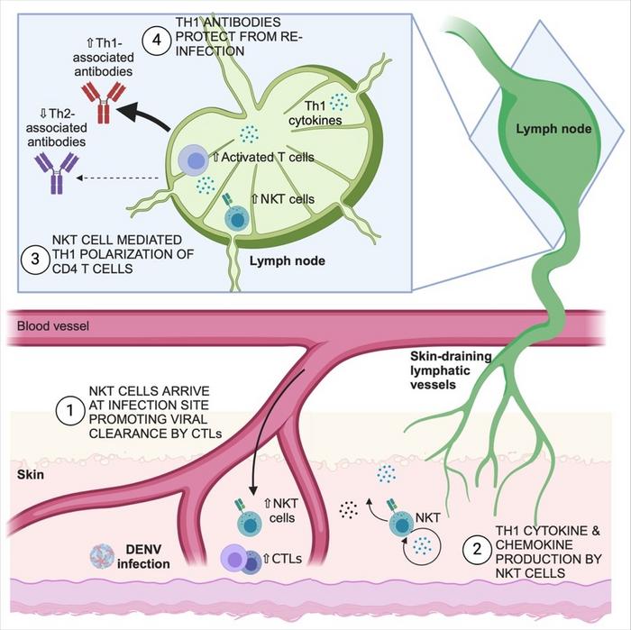 Immune response to dengue