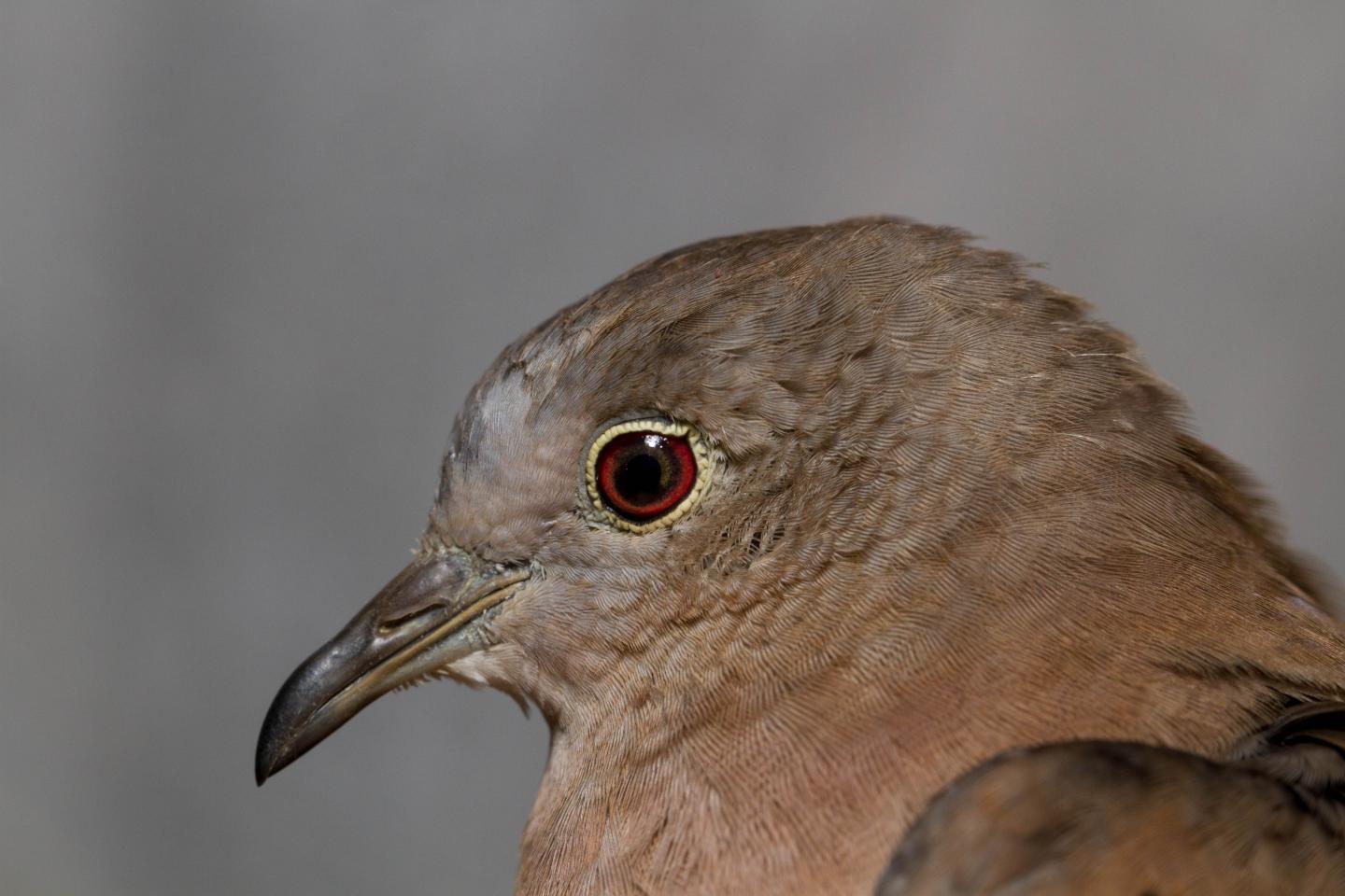 Ruddy Ground Dove