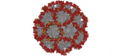 Norovirus