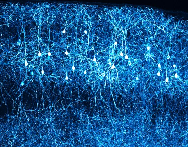 The layered structure of nerve cells in the neocortex