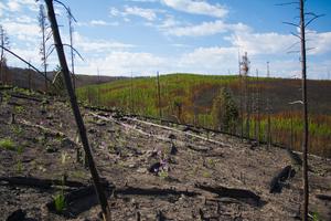 Variation in the effects of fire on carbon stocks in Yellowstone National Park, WY, USA