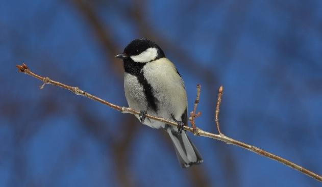 Female Japanese Great Tit
