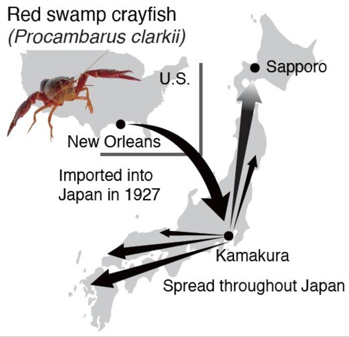 The route of invasion of the red swamp crayfish in Japan