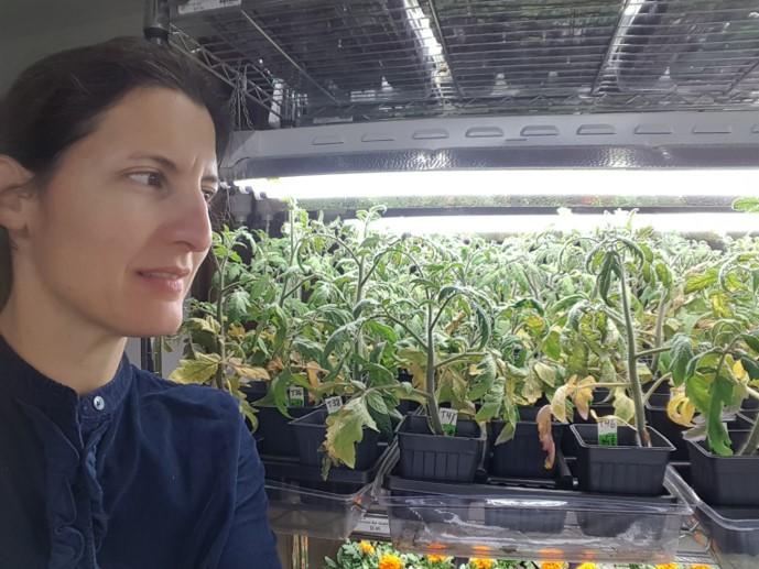 Former Cornell PhD student Leilah Krounbi with tomato plants fertilized with biochar made from dairy manure waste