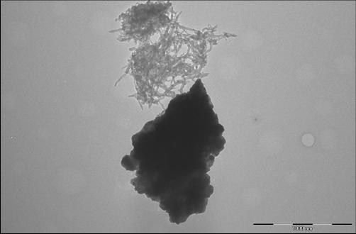 Peptides and Nanotubes
