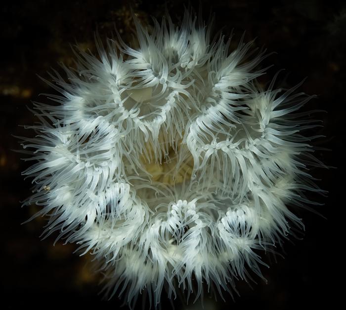 White plumose anemone