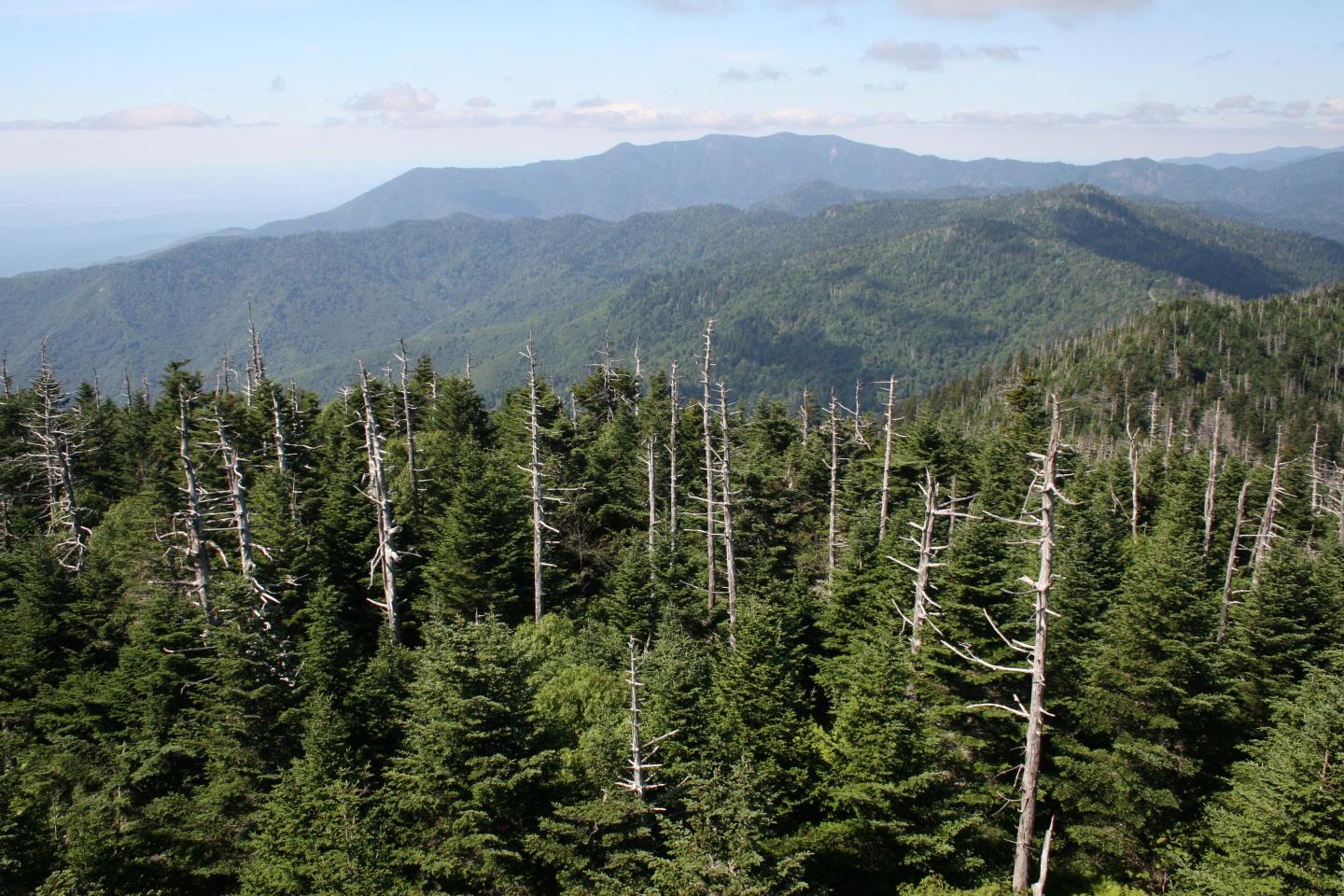 Insect Damage to Old-Growth Forest in Great Smoky Mountains