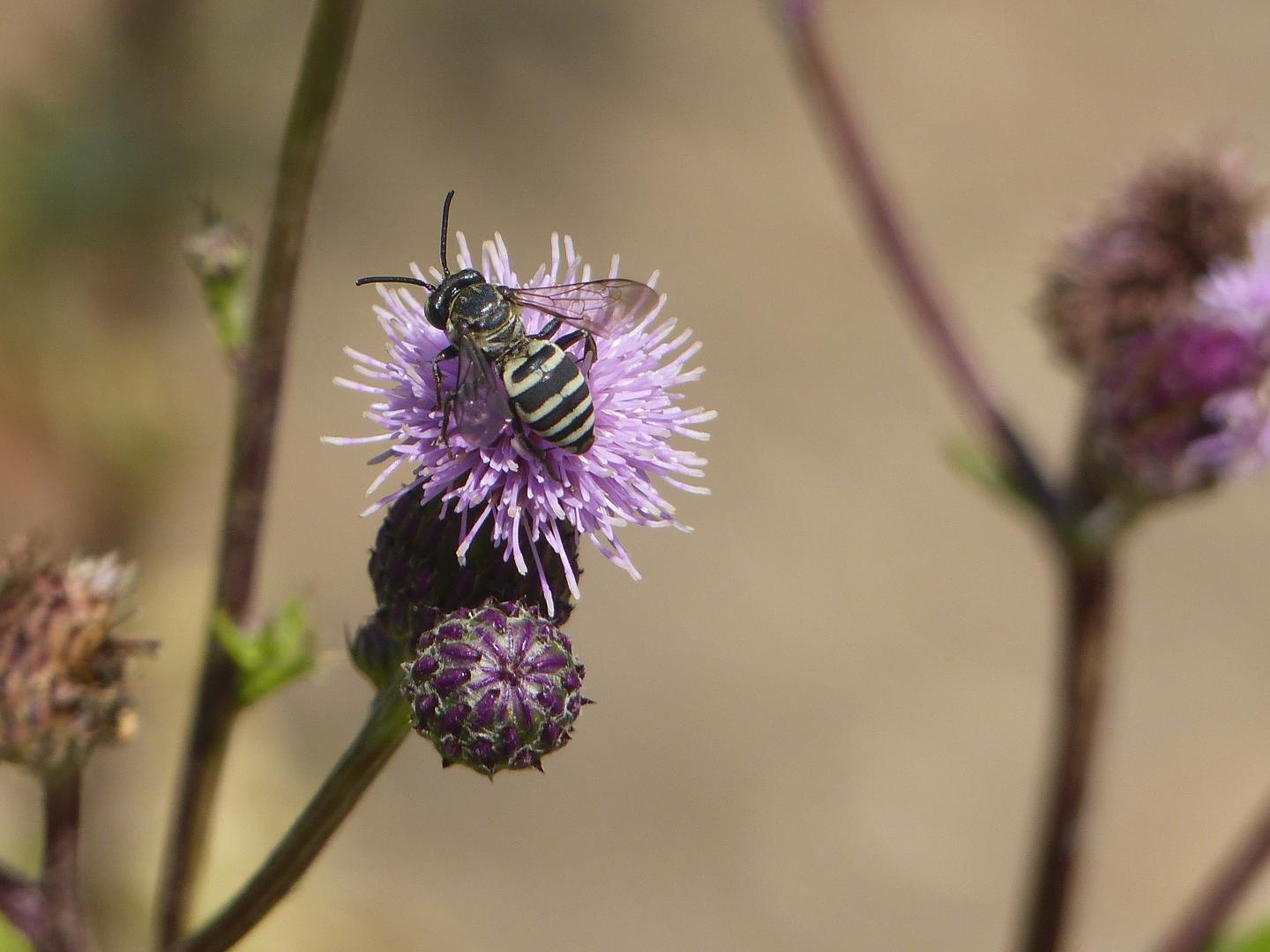 <em>Triepeolus</em> on Canada Thistle