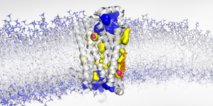 β1-adrenergic receptor