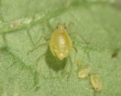 Aphids