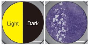 Light-Induced Osteoclast Activity