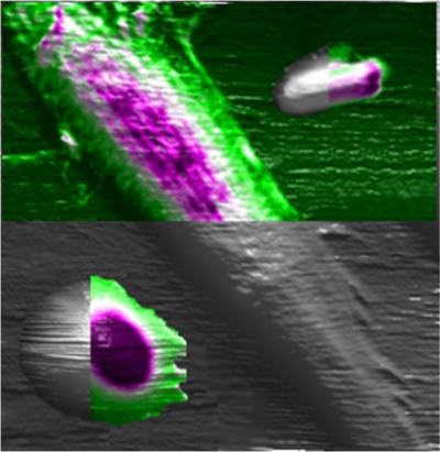 Artist's Conception of an Atomic Force Microscope Study