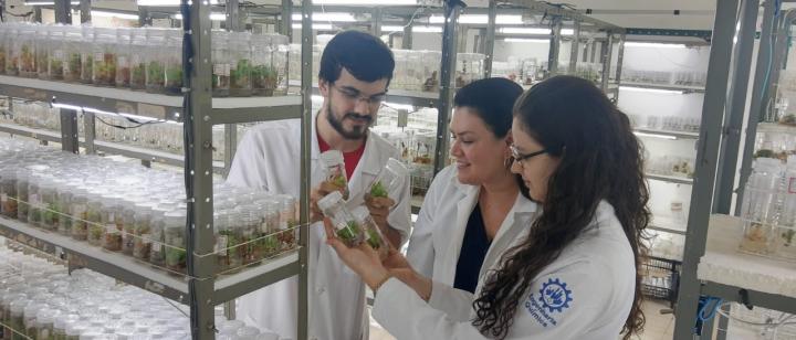 Researchers in Brazil Altered the Chemical Structure of Alkaloids from Cat's Claw