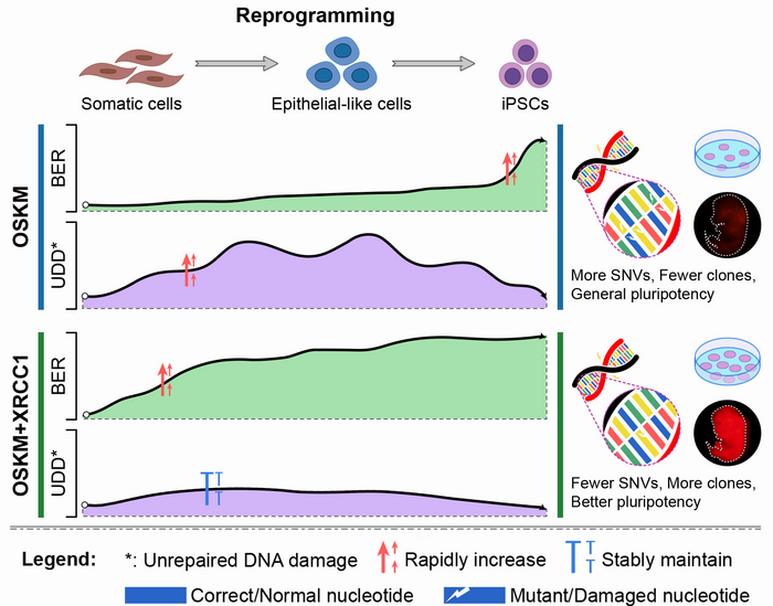 A model illustrating the crucial role of Xrcc1 in BER and the impact on genetic stability and pluripotency in iPSCs