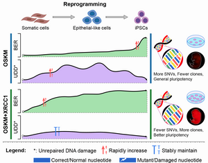 A model illustrating the crucial role of Xrcc1 in BER and the impact on genetic stability and pluripotency in iPSCs