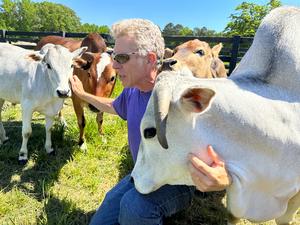 Communing with cows