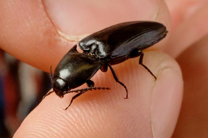 Click Beetle