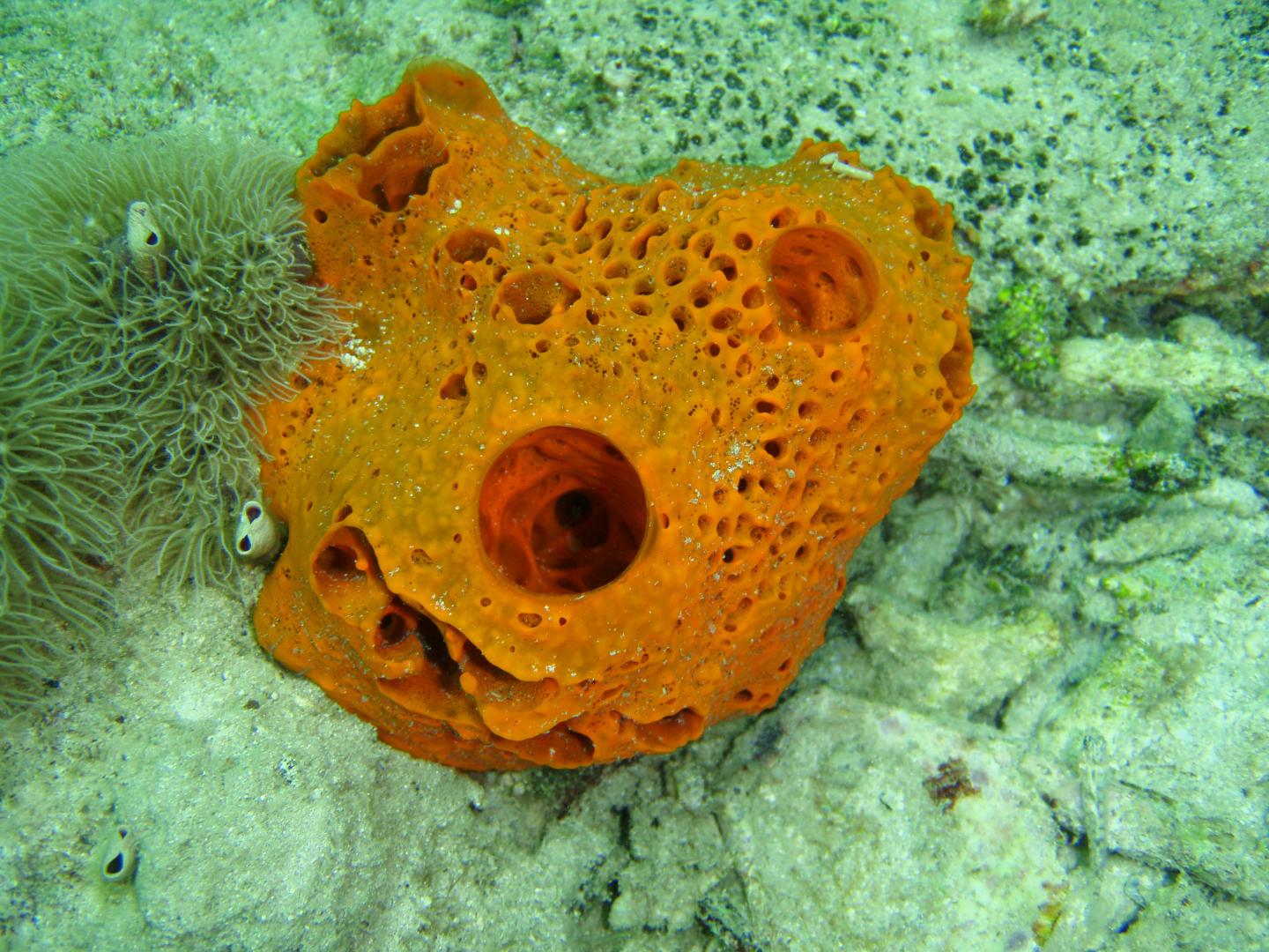 A sponge, Lissodendoryx colombiensis, which hosts colonies of eusocial shrimps.