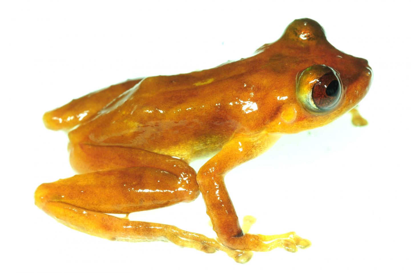 New Rain frog Species P. Pluvialis