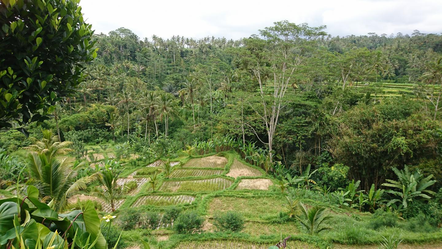 Rice Terraces, Bali